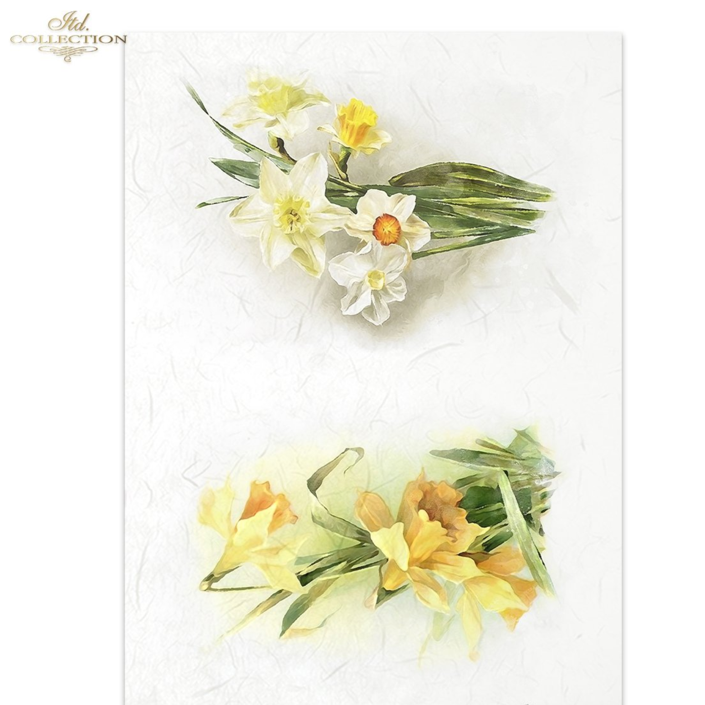 Two floral images with yellow and white flowers on a white background