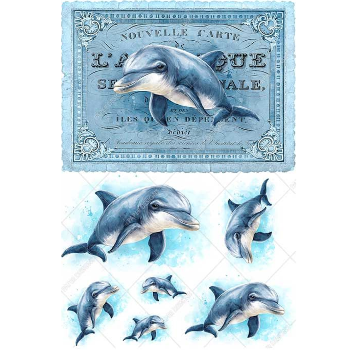 Vintage-style illustrations of dolphins on a light blue background.