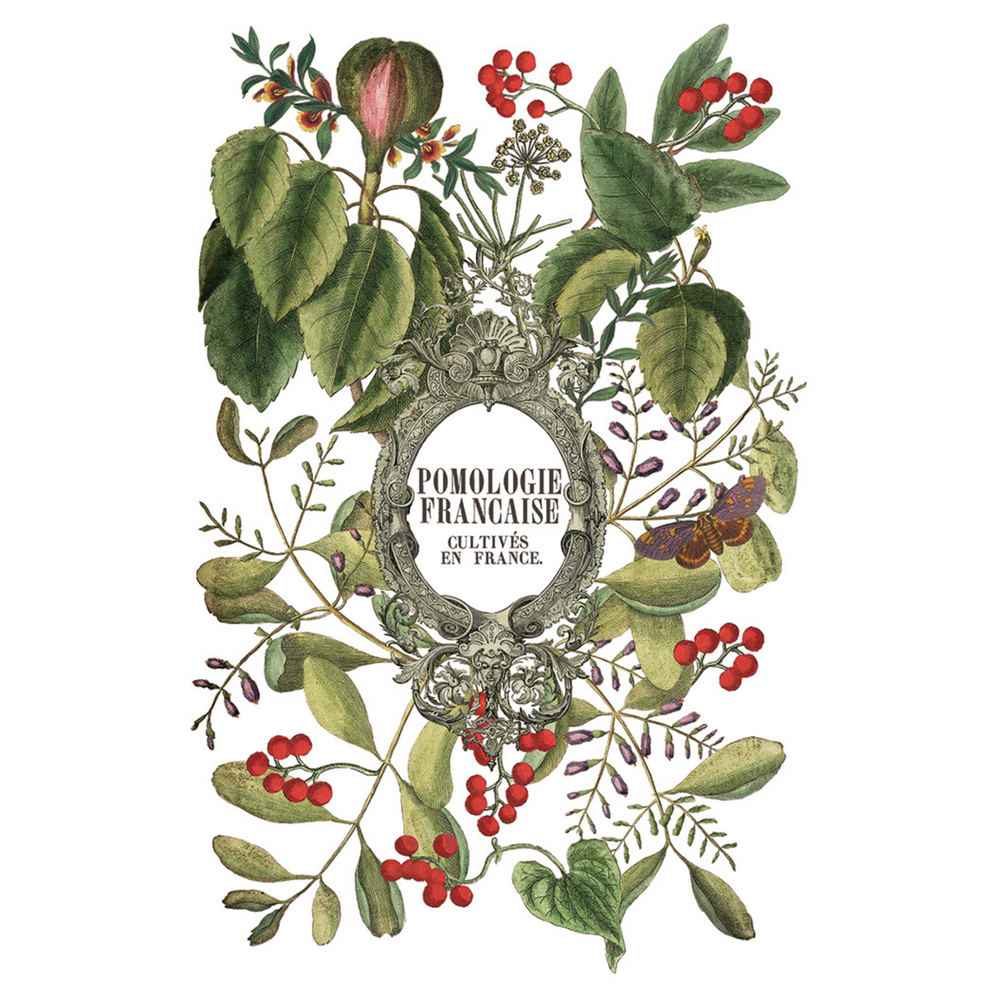 "Clementine" IOD Transfer by Iron Orchid Designs. pg 1 of 8. Decorative design with leaves, berries, and a central emblem labeled 'Pomologie Française'. Available at Milton's Daughter.
