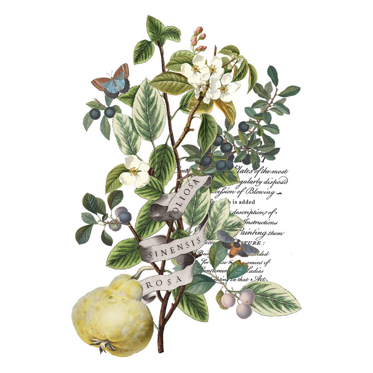 "Clementine" IOD Transfer by Iron Orchid Designs. pg 3 of 8. Botanical illustration with leaves, flowers, and text. Available at Milton's Daughter.