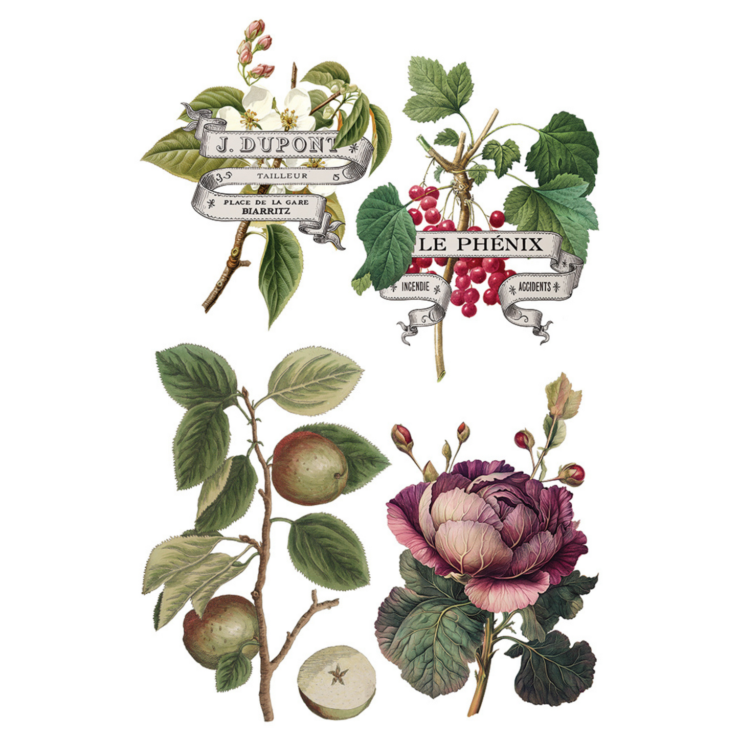 "Clementine" IOD Transfer by Iron Orchid Designs. pg 4 of 8. Decorative elements with plants, fruits, and flowers. Available at Milton's Daughter.
