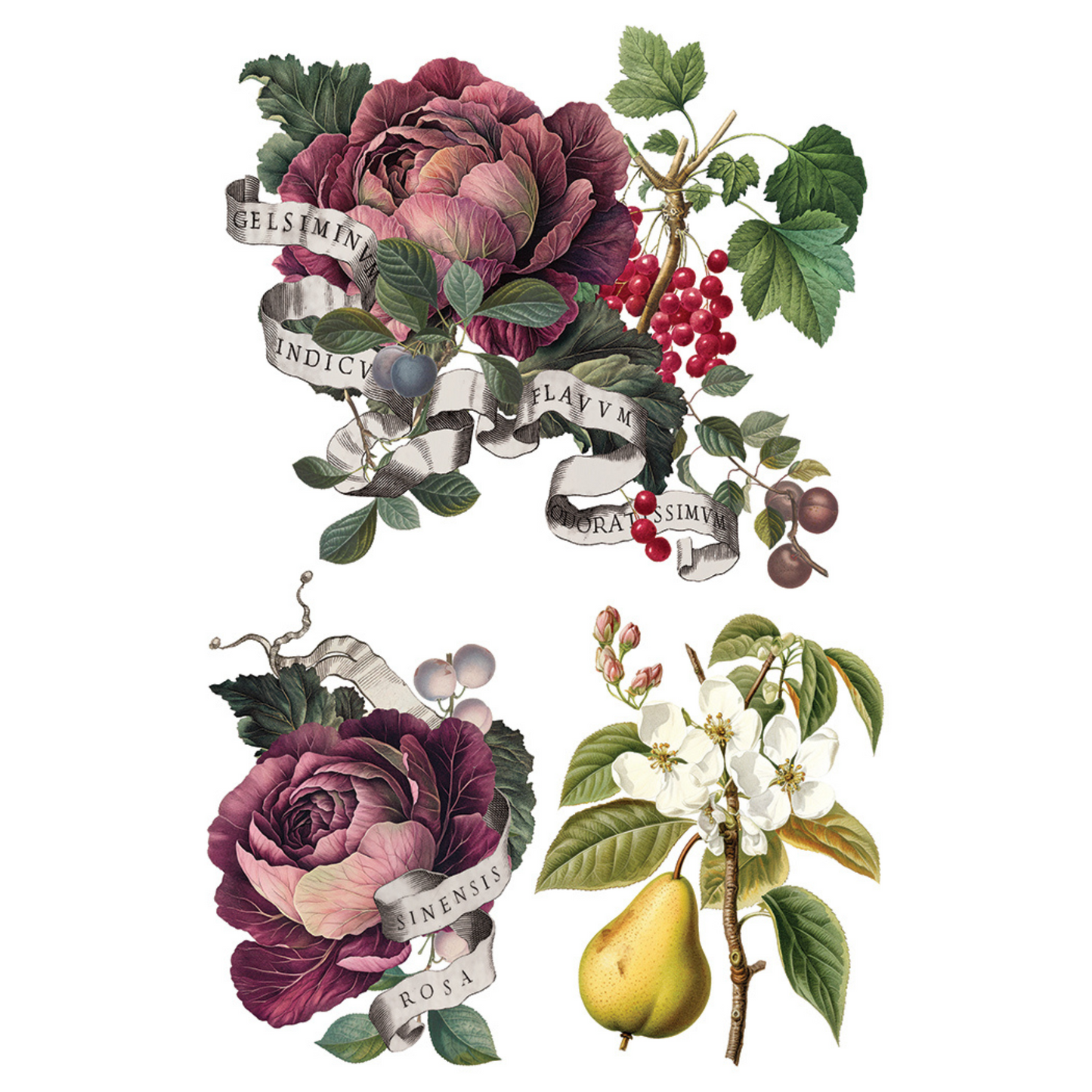 "Clementine" IOD Transfer by Iron Orchid Designs. pg 5 of 8. Vintage-style botanical illustration with flowers, fruits, and text. Available at Milton's Daughter.