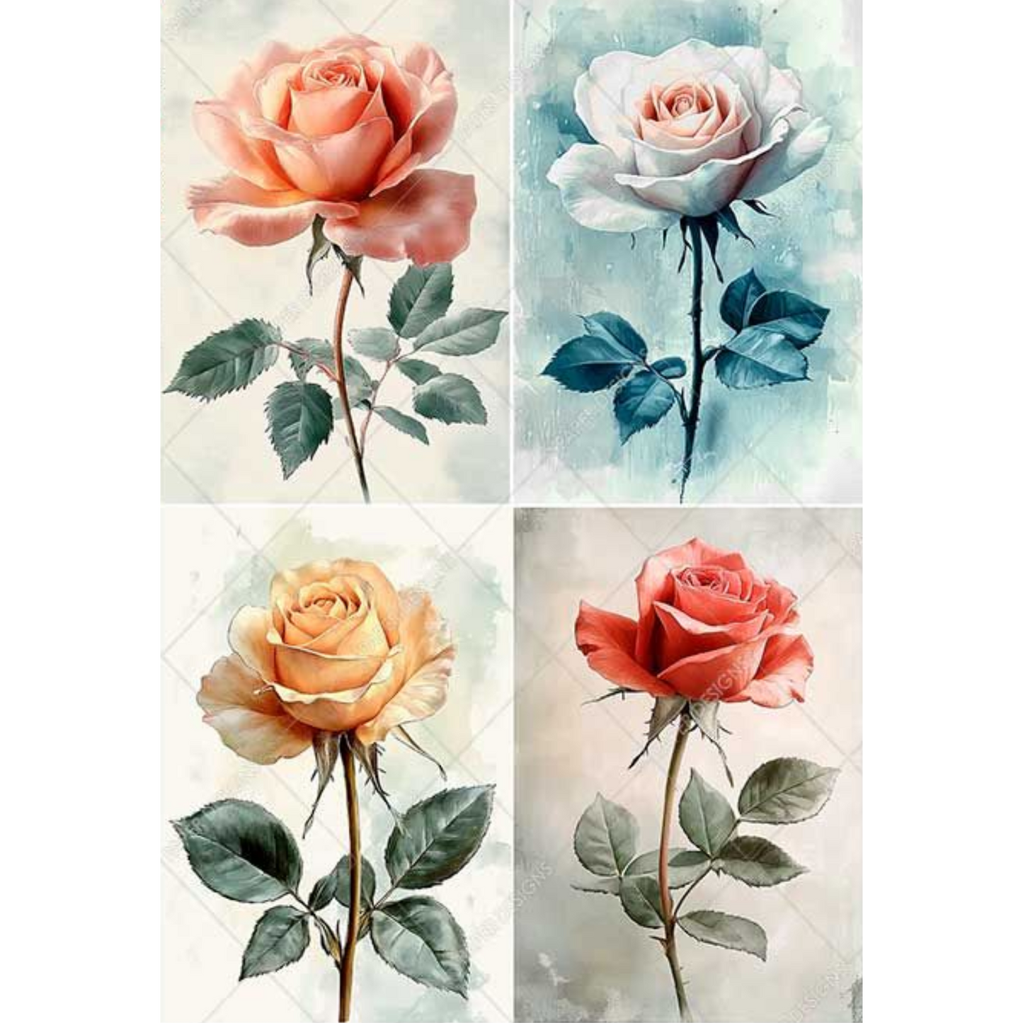 Four different colored roses with green leaves on a white background.