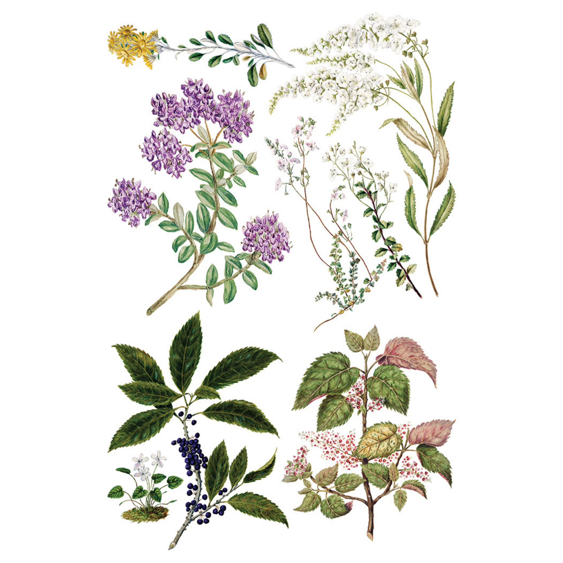 "Sarah Featon's Botanicals" IOD Transfer by Iron Orchid Designs. Eight 8" x 12" sheets. Available at Milton's Daughter. Page 1.