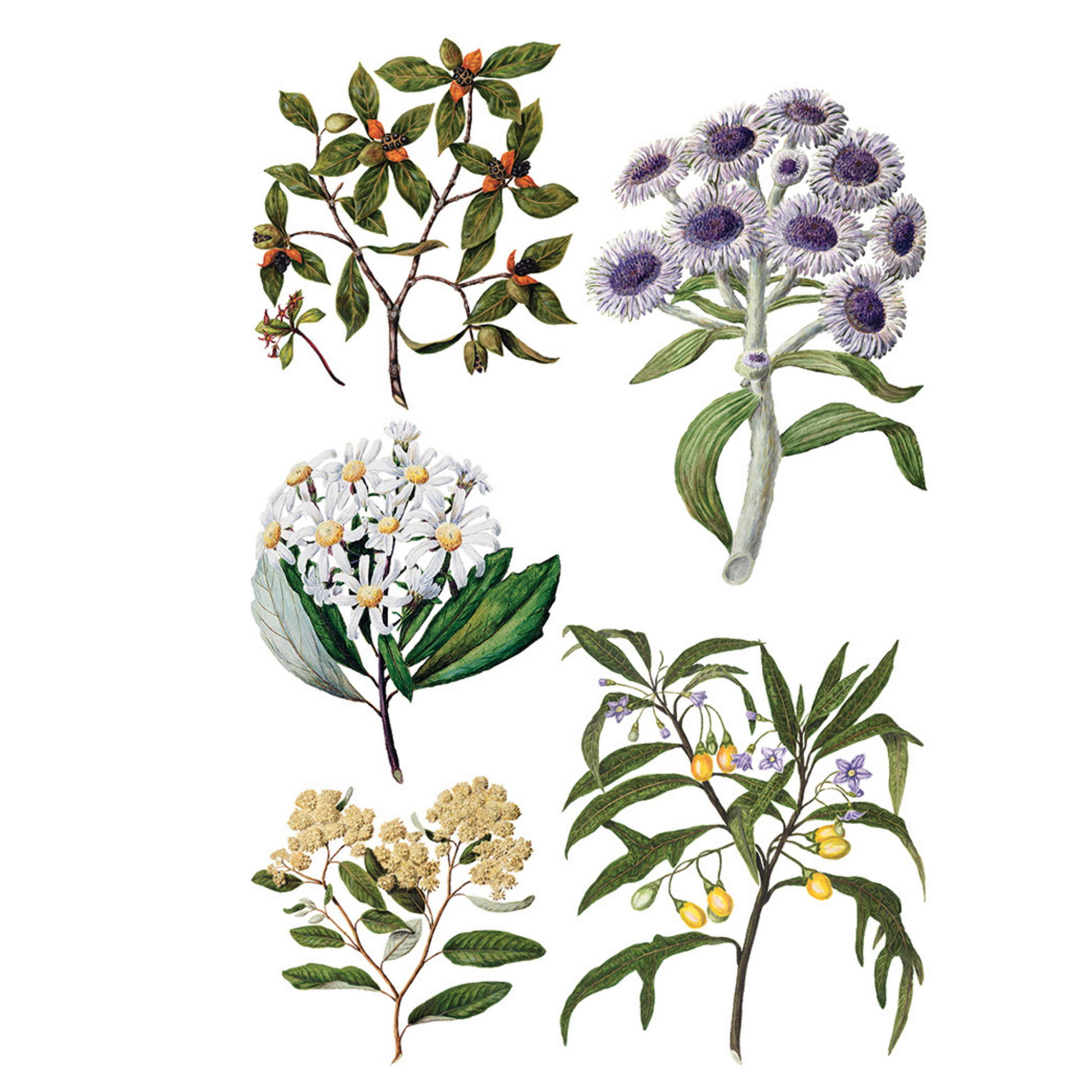 "Sarah Featon's Botanicals" IOD Transfer by Iron Orchid Designs. Eight 8" x 12" sheets. Available at Milton's Daughter. Page 2.