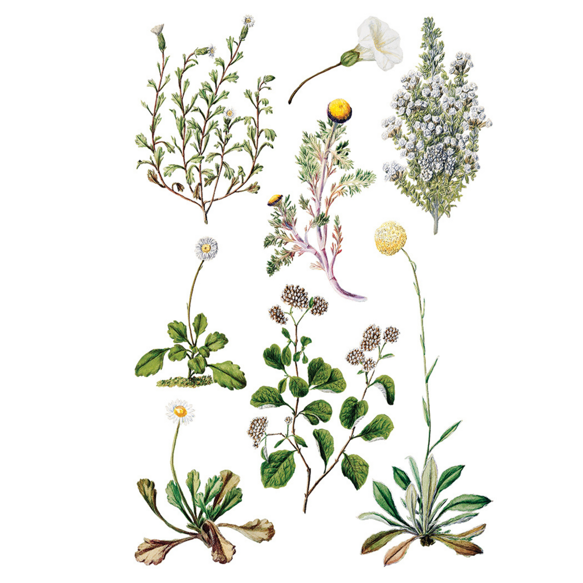 "Sarah Featon's Botanicals" IOD Transfer by Iron Orchid Designs. Eight 8" x 12" sheets. Available at Milton's Daughter. Page 3.