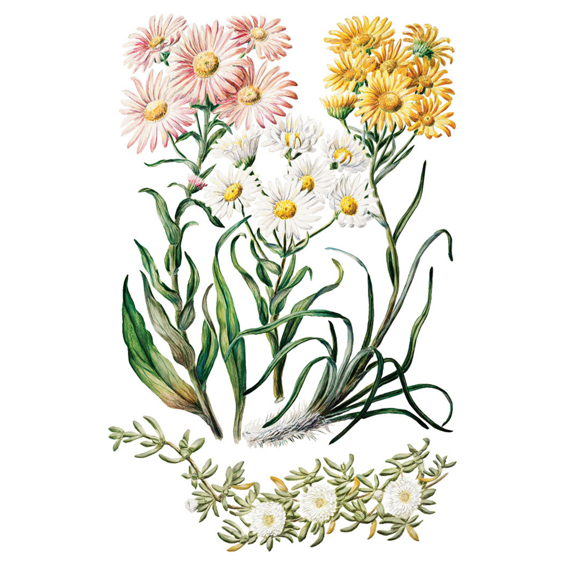 "Sarah Featon's Botanicals" IOD Transfer by Iron Orchid Designs. Eight 8" x 12" sheets. Available at Milton's Daughter. Page 4.
