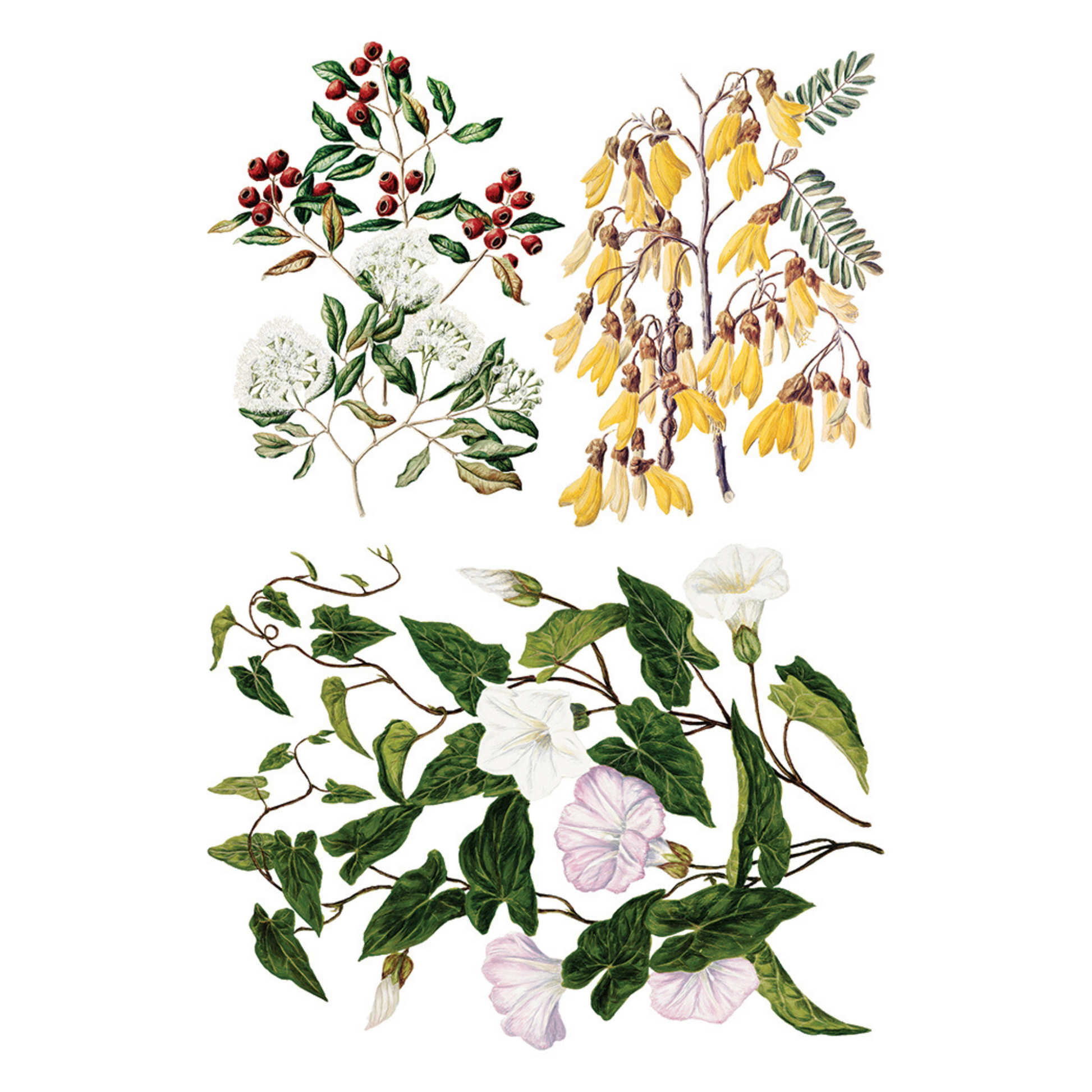 "Sarah Featon's Botanicals" IOD Transfer by Iron Orchid Designs. Eight 8" x 12" sheets. Available at Milton's Daughter. Page 7.