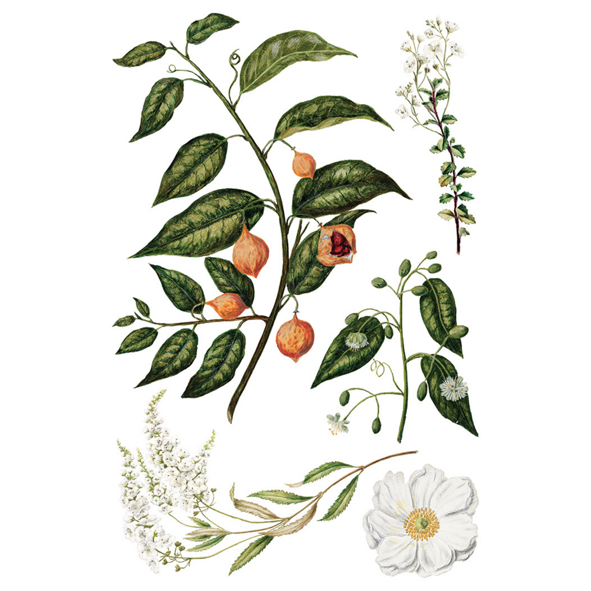 "Sarah Featon's Botanicals" IOD Transfer by Iron Orchid Designs. Eight 8" x 12" sheets. Available at Milton's Daughter. Page 8.
