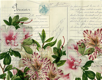 Monahan Papers "Botanical 93." 11" x 17" Pink and white flowers with leaves on light background. Aged paper for decoupage and mixed media art available at Milton's Daughter