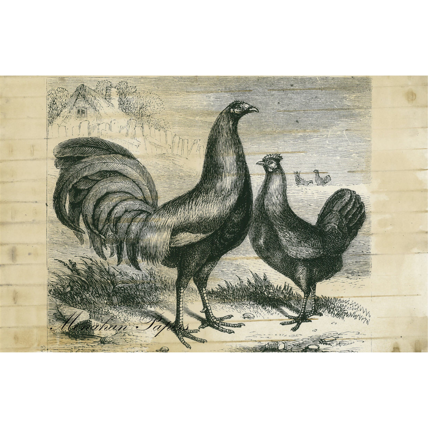 Game Fowls SPS153 Decoupage Paper by Monahan Papers available at Milton's Daughter. 11" x 17". Pair of game fowl in black and white.