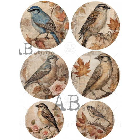 Set of six circular designs featuring birds and nature elements with 'AB studio' branding.