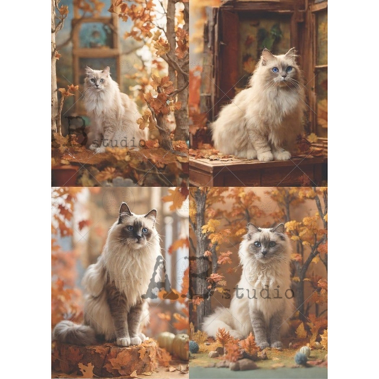 4 Autumn Cat Portraits