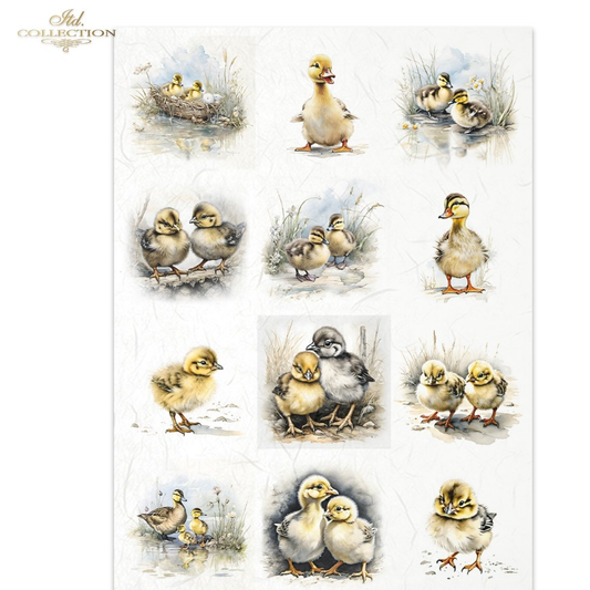 Collection of illustrations featuring ducks and ducklings in various natural settings.