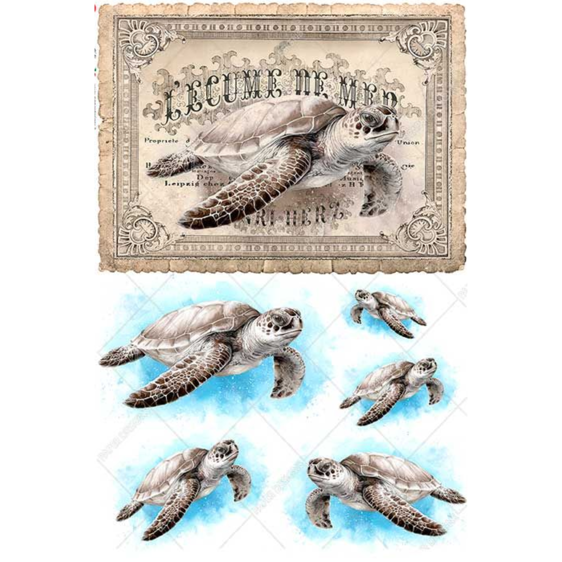 Decorative panel with a vintage-style illustration of a turtle and smaller turtle images below on a white background.