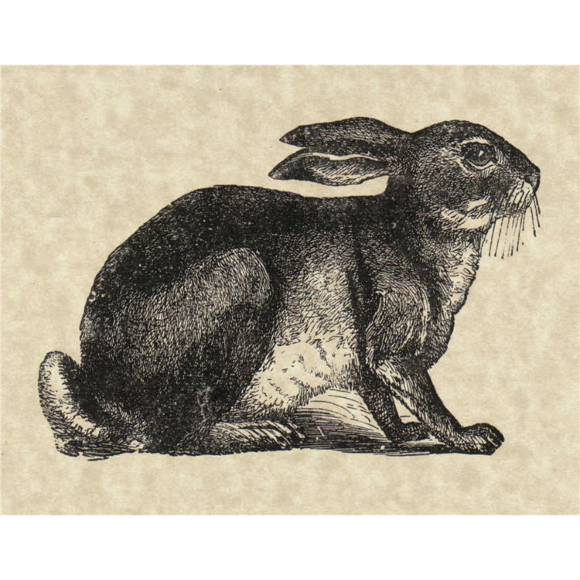 "Bunny - SPS441" decoupage paper by Monahan Papers. Available at Milton's Daughter.