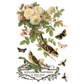 Vintage-style illustration of flowers, birds, and insects with decorative text on a white background.