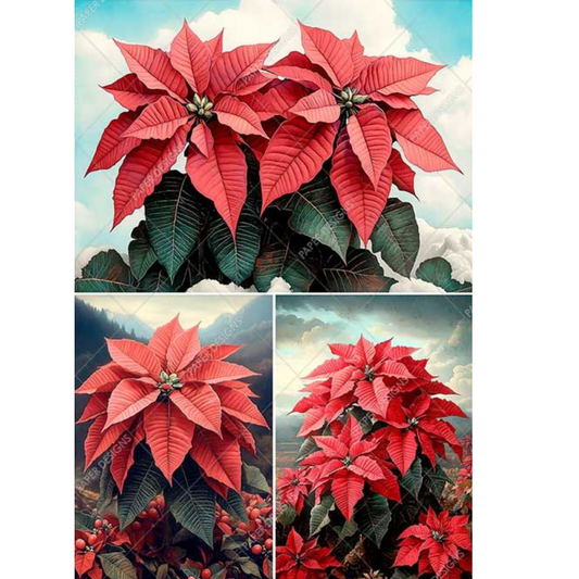 Three illustrations of red poinsettias with green leaves on a white background.