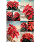 Collage of red poinsettia flowers with a snowy landscape background.