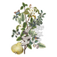 "Clementine" IOD Transfer by Iron Orchid Designs. pg 3 of 8. Botanical illustration with leaves, flowers, and text. Available at Milton's Daughter.