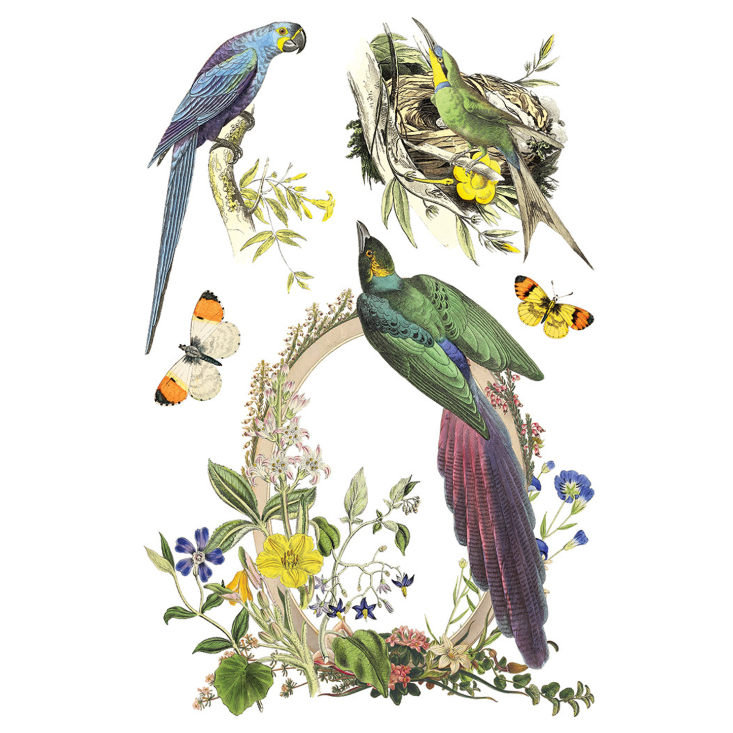 Illustration of parrots, nests, and butterflies with floral elements on a white background