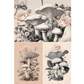 Collage of vintage-style illustrations featuring mushrooms and roses on a beige background.