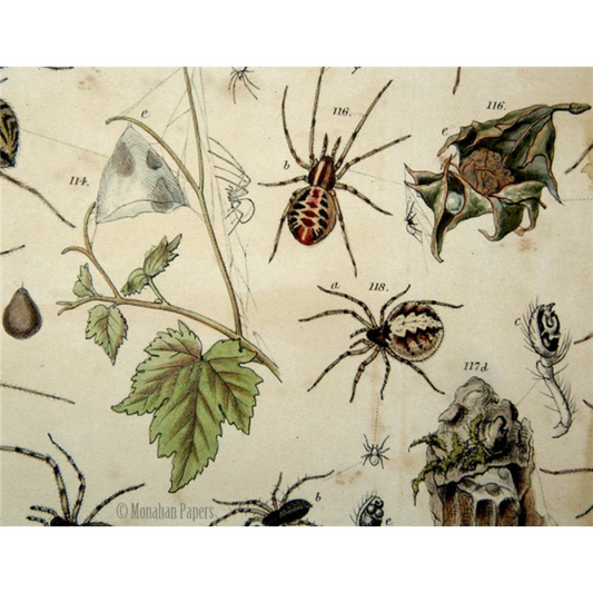 "Oh What A Tangled Web" decoupage paper by Monahan Papers. Available at Milton's Daughter.