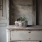 "Partridge Lane" IOD Transfer by Iron Orchid Designs - Example Pic 1. Transfer available at Milton's Daughter. Decorative tin with plants on a rustic wooden surface.