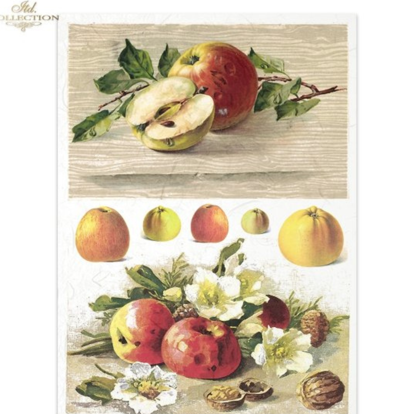 Still life illustration of apples and walnuts on a wooden surface.