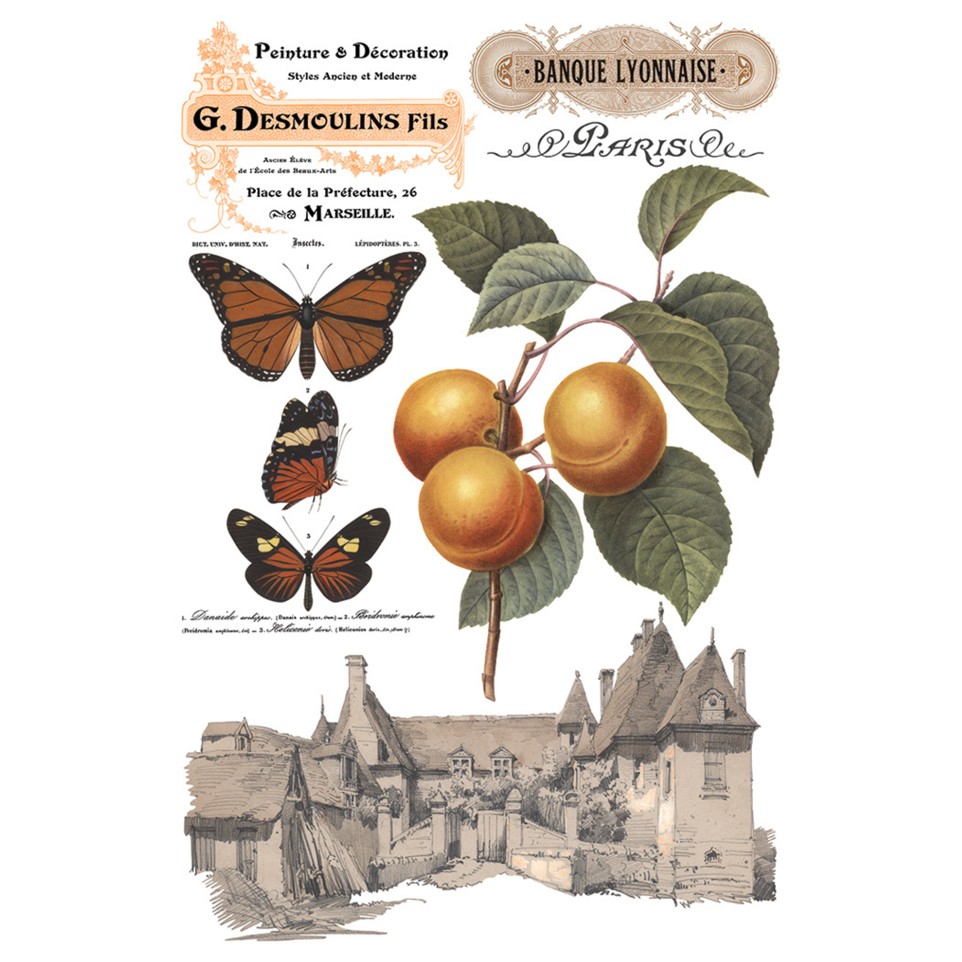 Illustration of butterflies and oranges with architectural elements and text on a white background