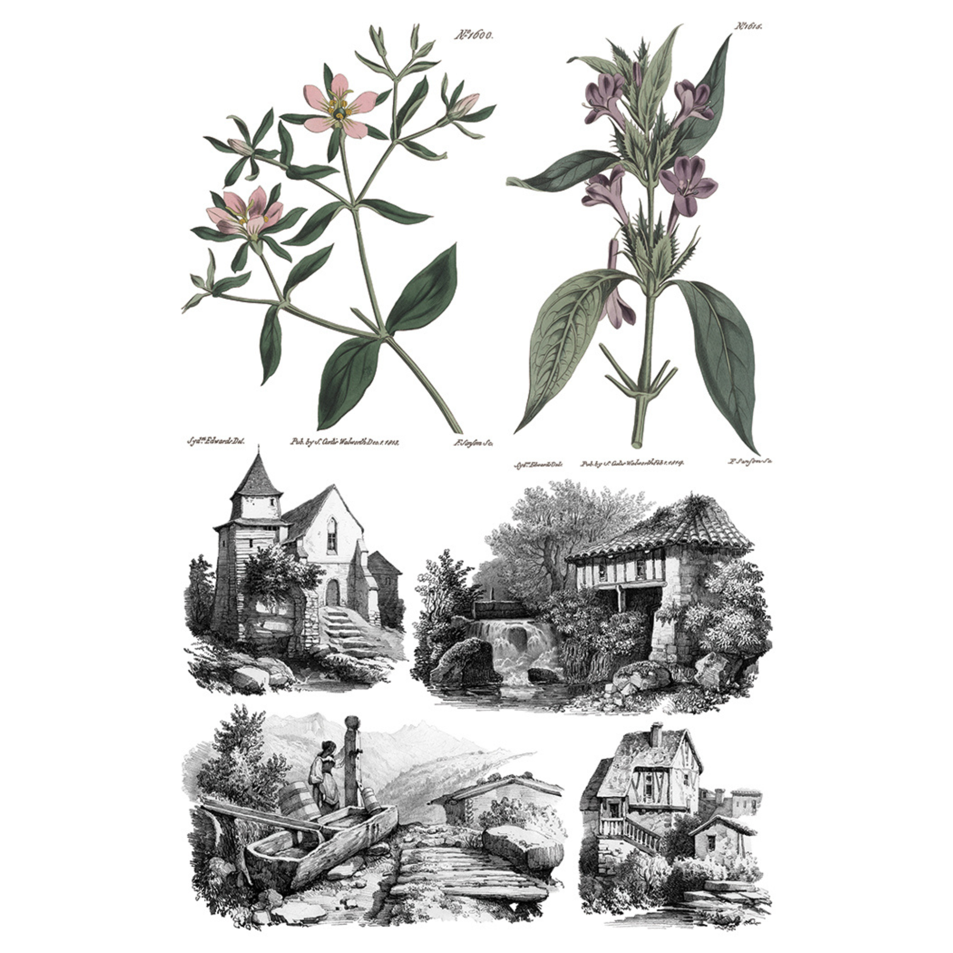 Illustrations of plants and small scenes on a white background