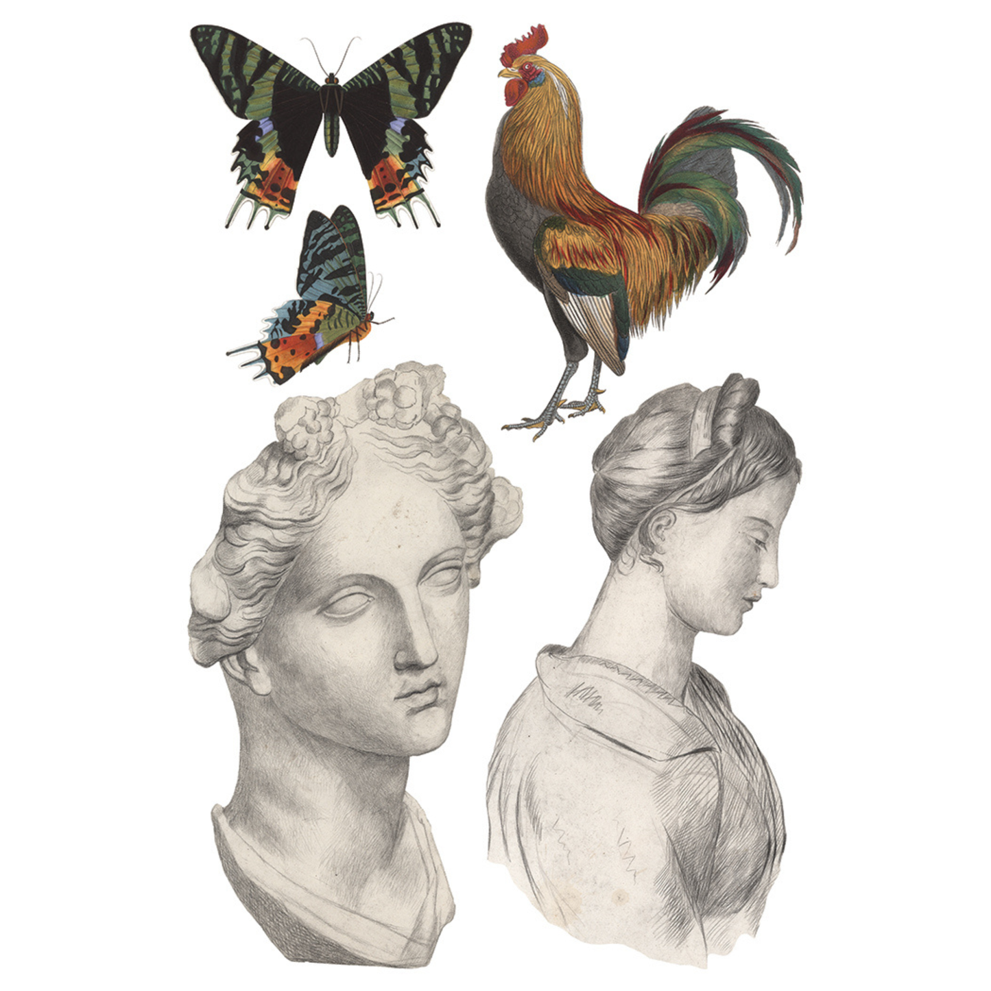 Illustrations of classical busts, butterflies, and a rooster on a white background