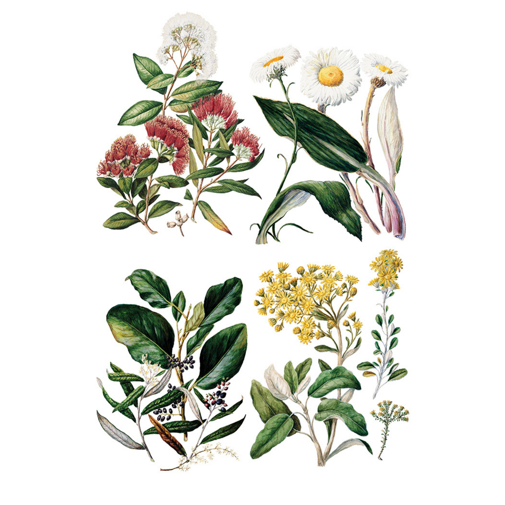 Sarah Featon's Botanicals - IOD Rub-On Transfer by Iron