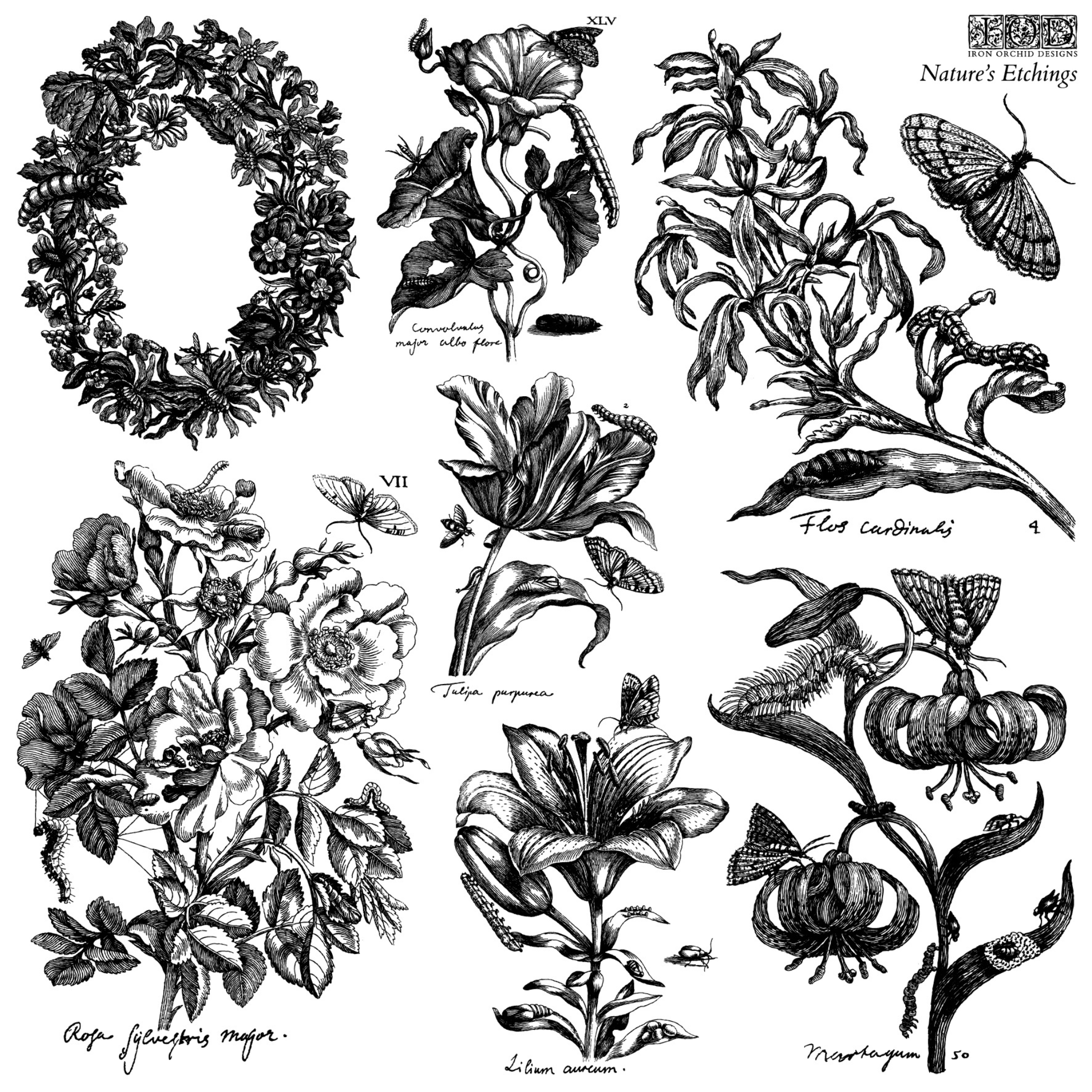 Nature's Etchings IOD Stamp by Iron Orchid Designs. Sheet 1 of 2.