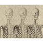 "Skeleton Trio" 24 lb. decoupage paper by Monahan Papers. Available at Milton's Daughter.