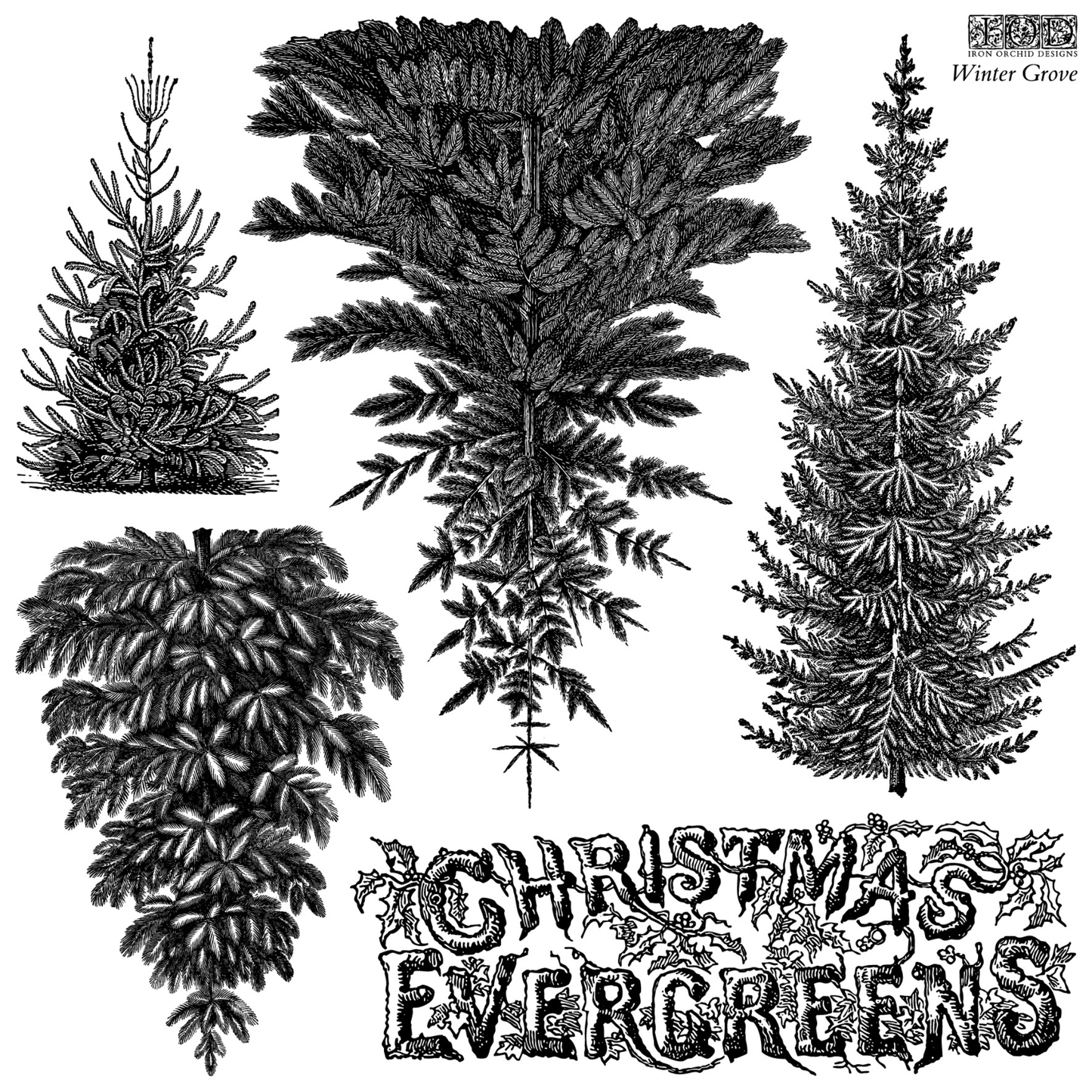 IOD Winter Grove Stamp by Iron Orchid Designs. Vintage-style design of four different Christmas evergreen trees with decorative text reading 'CHRISTMAS EVERGREENS' and 'Winter Grove' in the upper right.