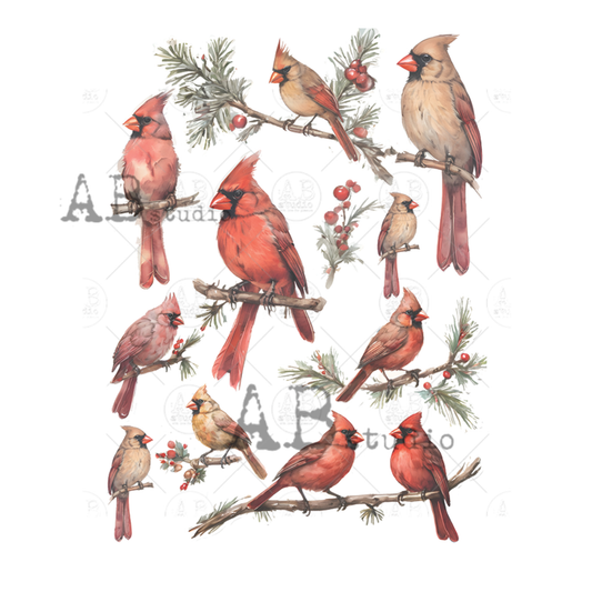 Illustrations of red cardinals on branches with berries and pine needles.