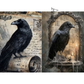 A gothic-themed raven artwork shown in two overlapping vertical panels. The left panel shows a black raven perched on an old parchment scroll against a sepia background with handwritten script and vintage stationery.