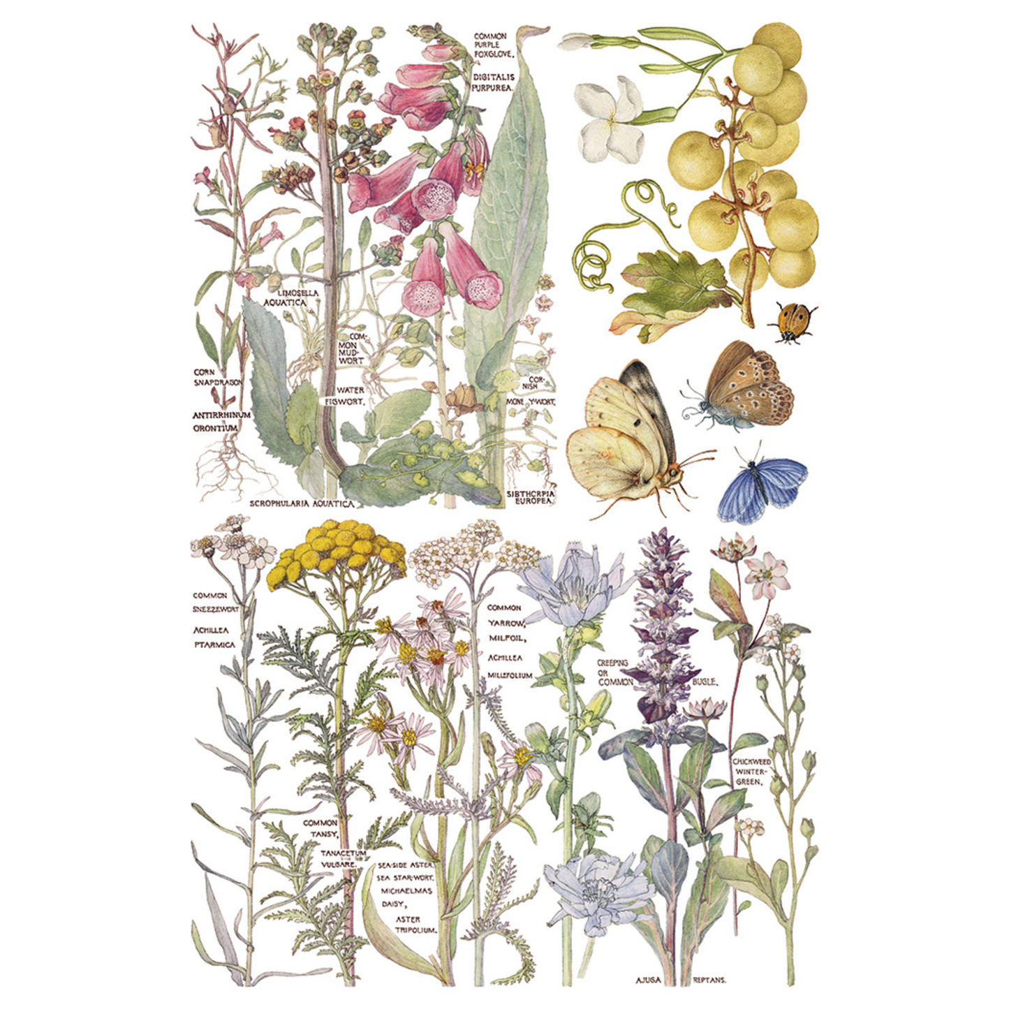 Primrose Isle IOD Transfer by Iron Orchid Designs. Pg 2