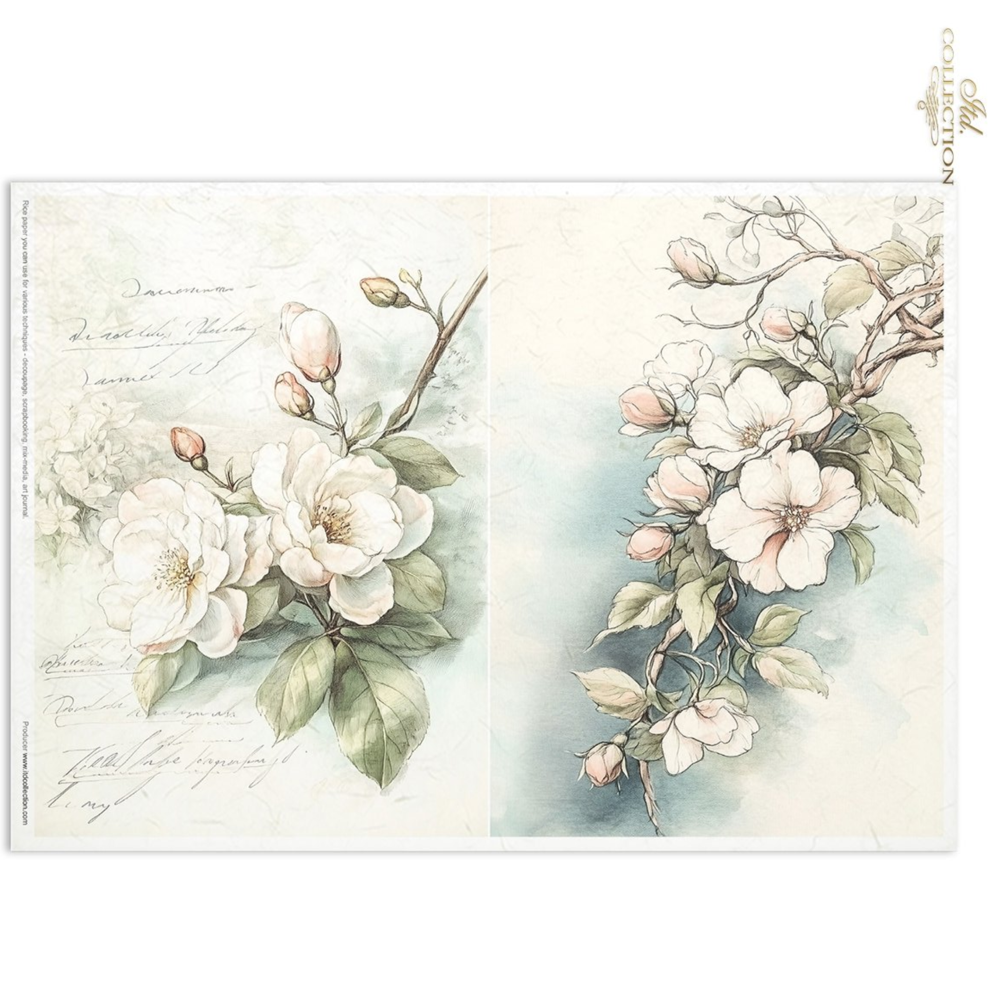 A vintage-style botanical art print featuring delicate white blossoms and green leaves on a soft cream background with faint handwritten script. The print is shown against a plain white background.