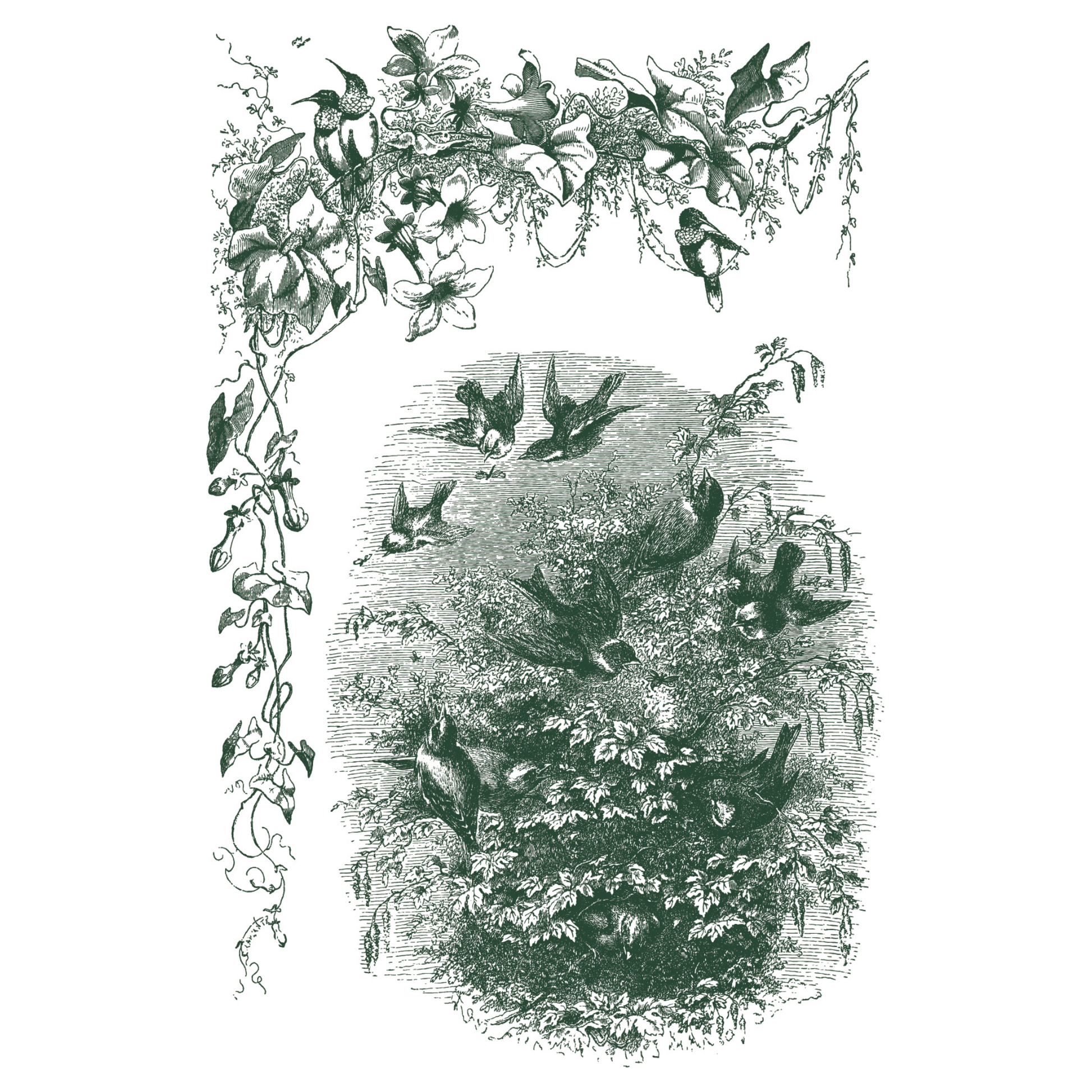 Decorative deep green and white illustration of birds and foliage on a white background.