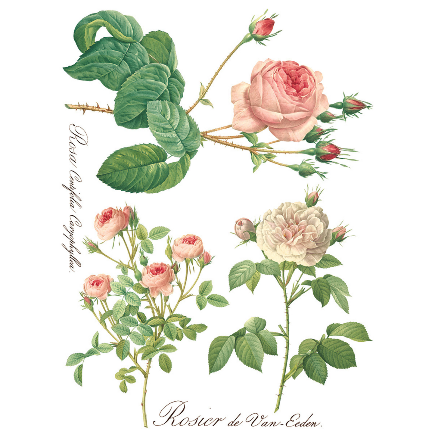 "Rose Botanical" IOD Furniture Transfer by Iron Orchid Designs. EIght 12" x 16" sheets. Available at Milton's Daughter. Sheet #3.