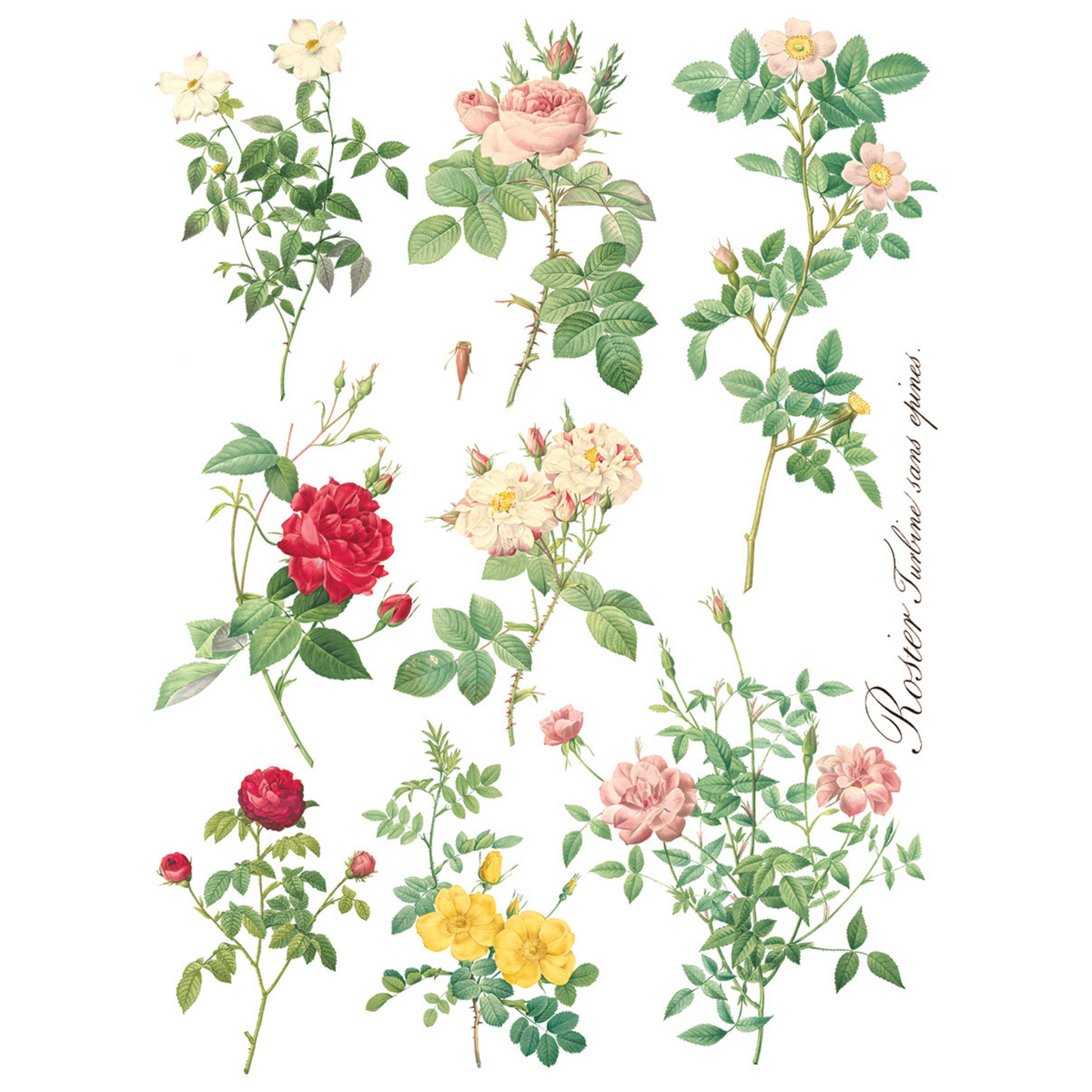 "Rose Botanical" IOD Furniture Transfer by Iron Orchid Designs. EIght 12" x 16" sheets. Available at Milton's Daughter. Sheet #4.