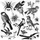 "Birds and Bees" IOD Stamp by Iron Orchid Designs. Available at Milton's Daughter.