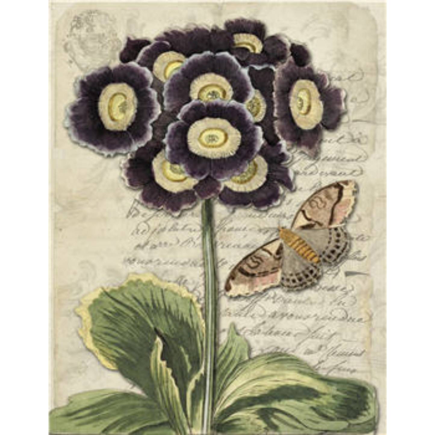 Botaniical 120 - Decoupage Paper by Monahan Papers. 11" x 17" available at Milton's Daughter