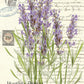 Monahan Papers "Botanical 41."  Lavender on white background. Aged paper for decoupage and mixed media art available at Milton's Daughter