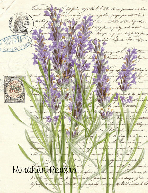 Monahan Papers "Botanical 41."  Lavender on white background. Aged paper for decoupage and mixed media art available at Milton's Daughter