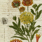 Monahan Papers "Botanical 63." 11" x 17" Orange and yellow flowers on light background. Aged paper for decoupage and mixed media art available at Milton's Daughter