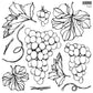 Stamp with multiple clusters of grapes, leaves and stems. Open pattern for filling in or painting at Milton's Daughter.