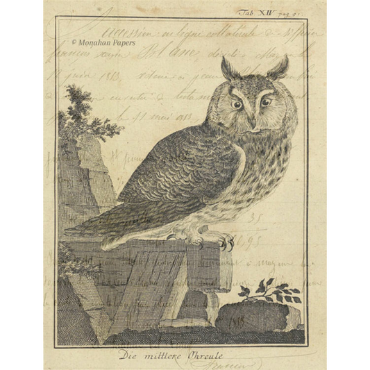 Isaac Owl -11" x 17" aged paper from Monahan Papers. Perched owl etching in grayscale available at Milton's Daughter